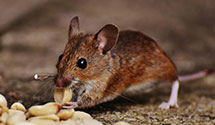 24 Hour & Emergency Exterminators in Brookline, MA